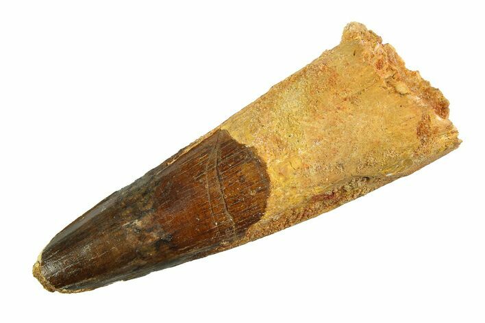 Real Fossil Spinosaurus Tooth - Huge Dinosaur Tooth #351480
